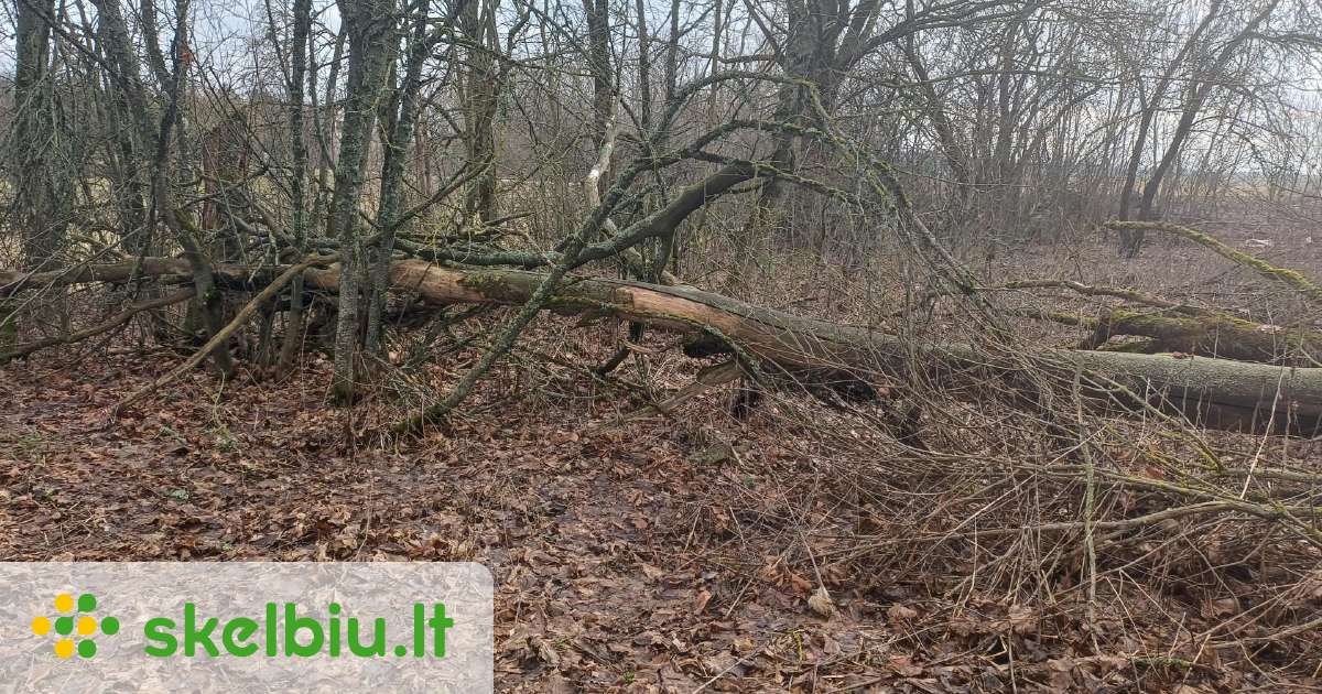 Parduodu Uosio Sausuolius Bus Supjauti Kalademis Skelbiu Lt