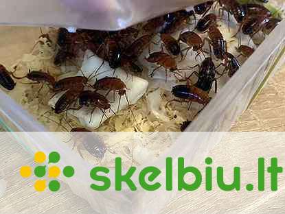 Dubia / kaukolietėji tarakonai - Skelbiu.lt