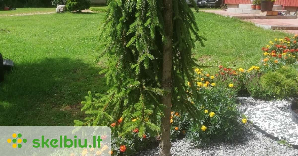 Eglė skiepyta Inversa - Skelbiu.lt