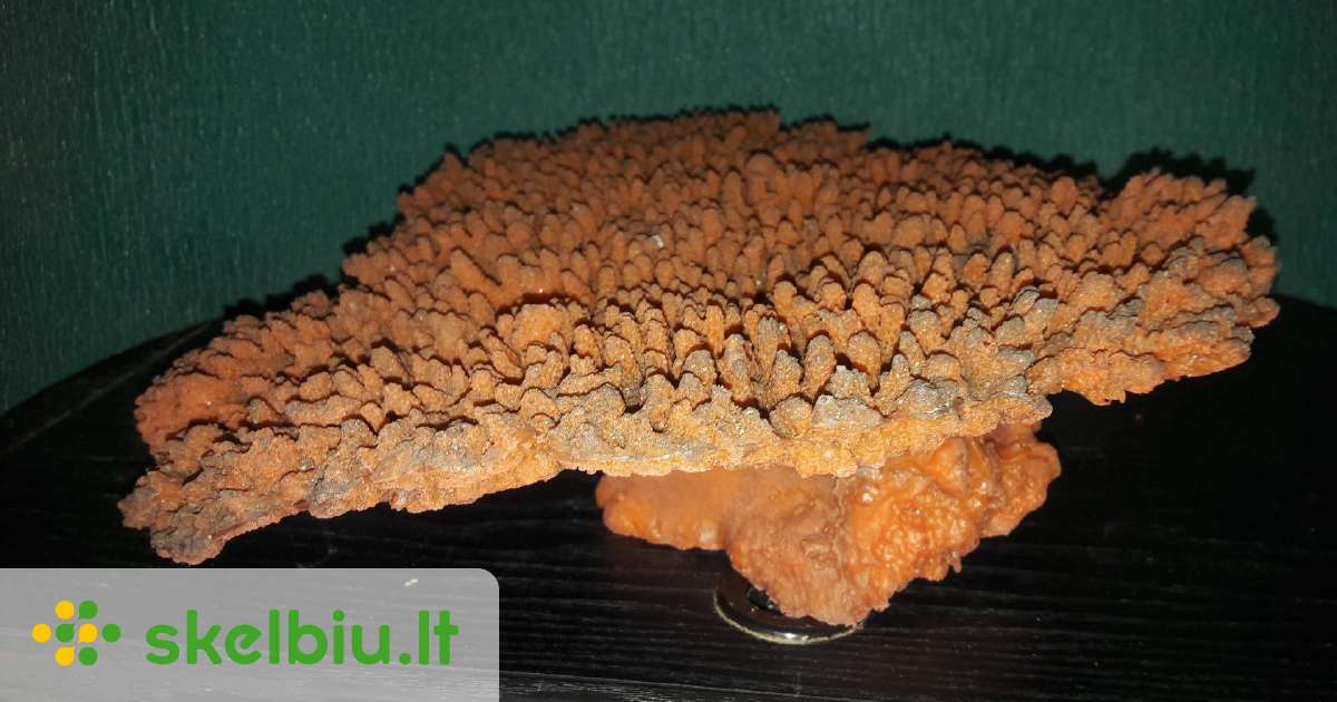 Polypas Žuvims prekės, reikmenys (19 psl.) - Skelbiu.lt