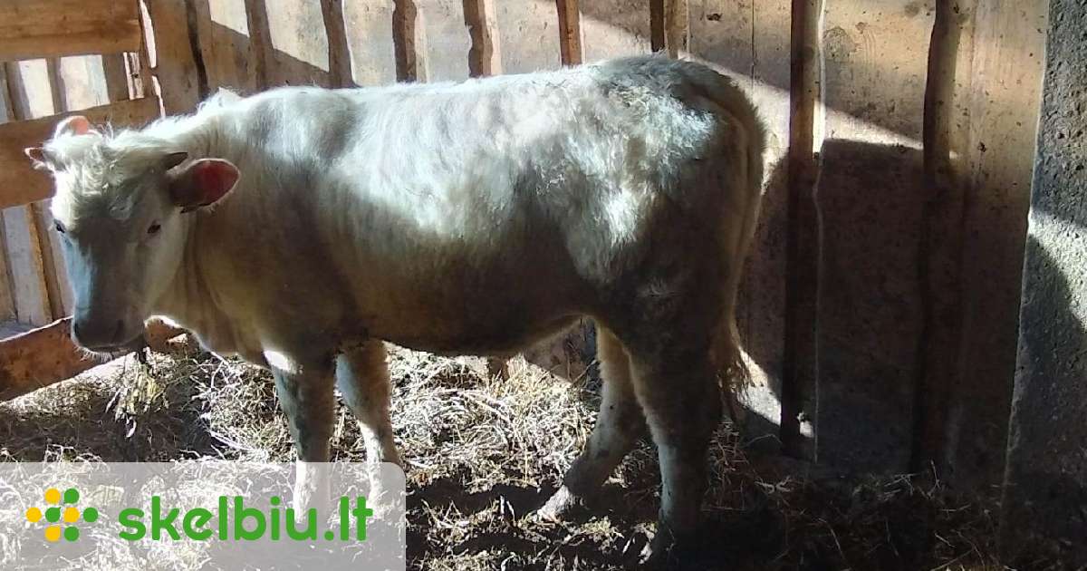 Šarole telyčios - Skelbiu.lt