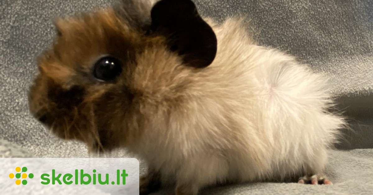 Teddy Rex Rats Us,šveicarų teddy,rex,engl.crested ir kt.kiaulytės - Skelbiu.lt