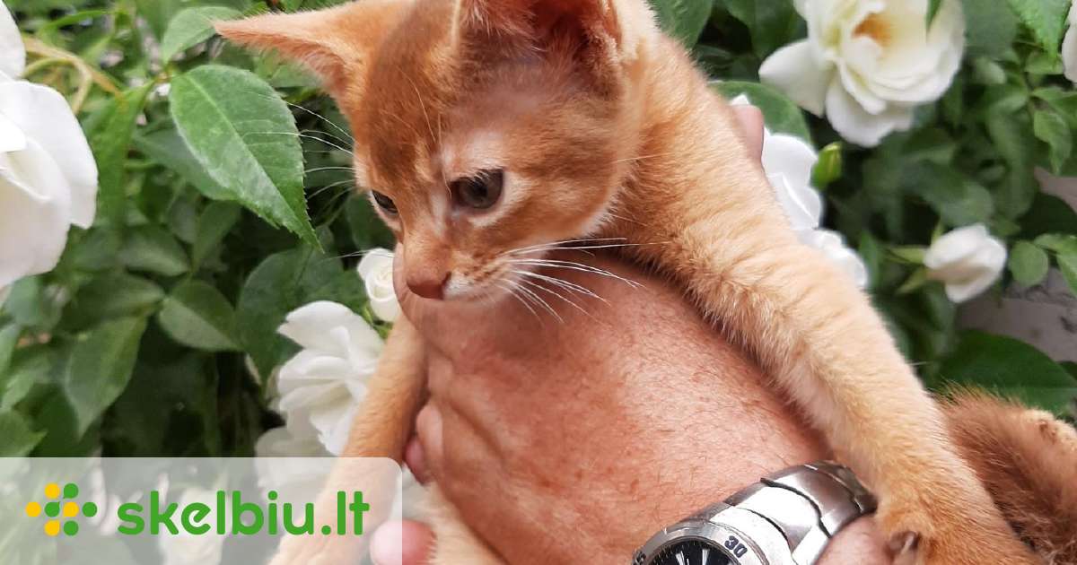 Abisinijos kaciukai - Skelbiu.lt