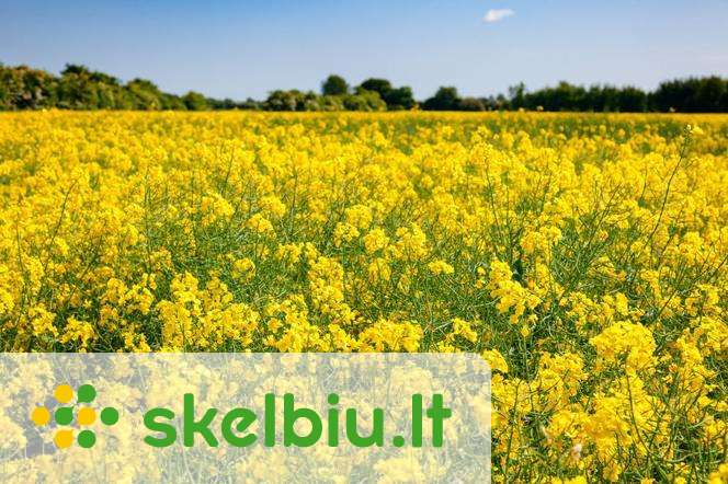 garstycios misiniai skelbimai - Skelbiu.lt