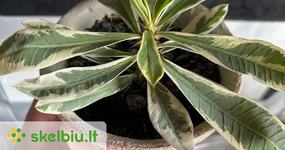 Euphorbia Milli Variegata Skelbiu Lt