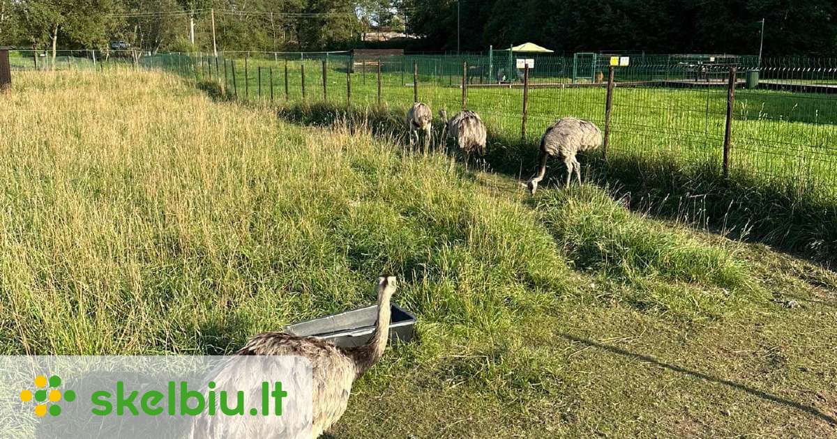 Struciai Nandai Skelbiu lt Struciai Nandai Skelbiu lt