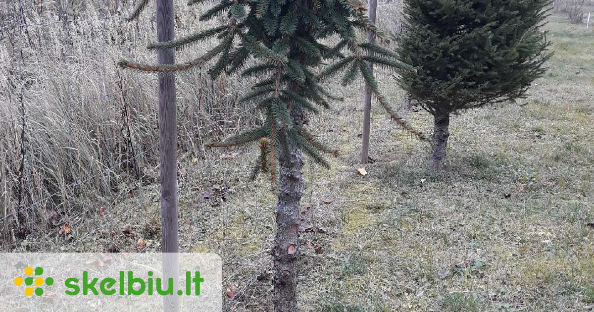 Eglė paprastoji ,Inversa