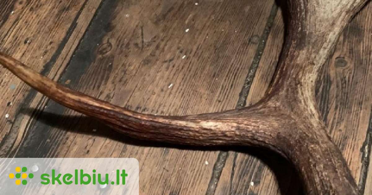 Bronius Ragai Briedžio ragai - Skelbiu.lt