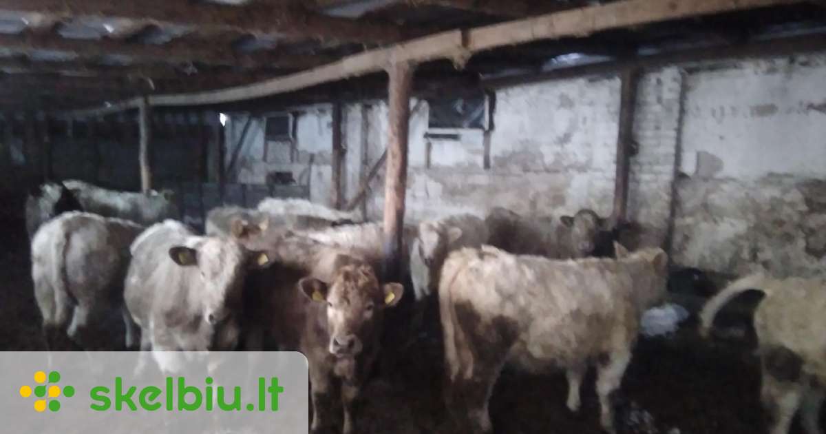 Parduodami šarole mişrunu 5teličios - Skelbiu.lt