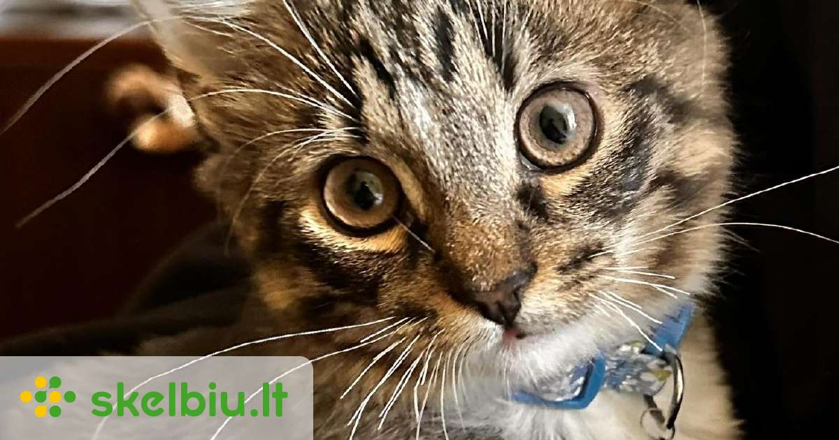 Dingo Kačiukas! mažas 4 mėn. kačiukas su ankaliu - Skelbiu.lt