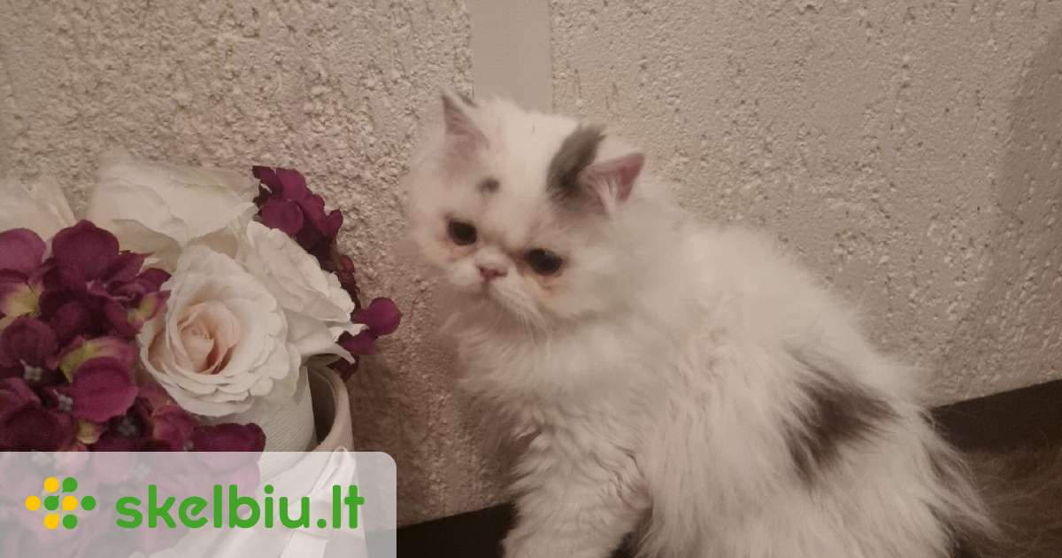 Persų grynaveislis baltas su pilku kačiukas - Skelbiu.lt