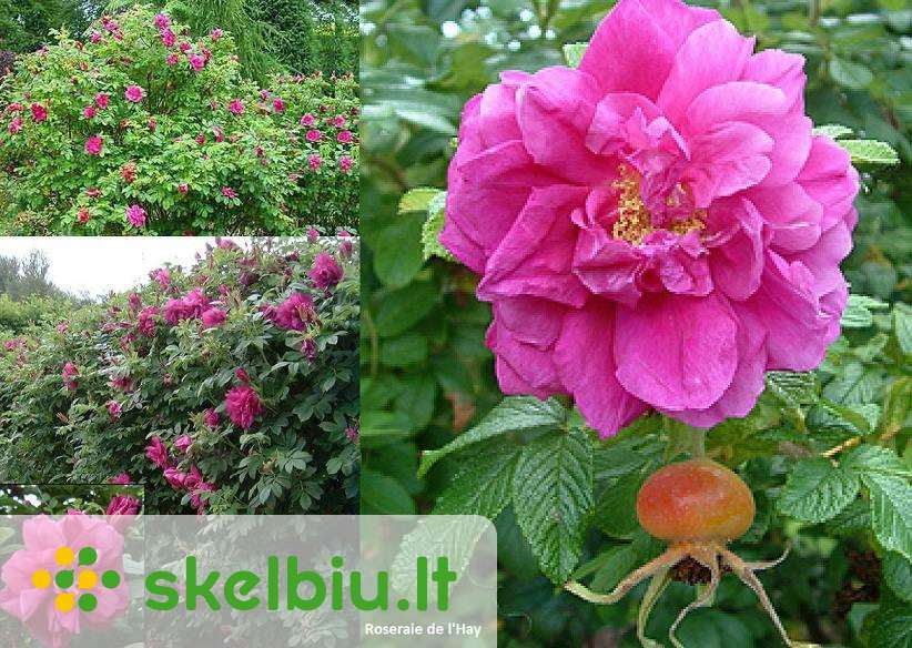 Gudobelės,ligustrai,skroblai,kauleniai,bukai,erškš - Skelbiu.lt