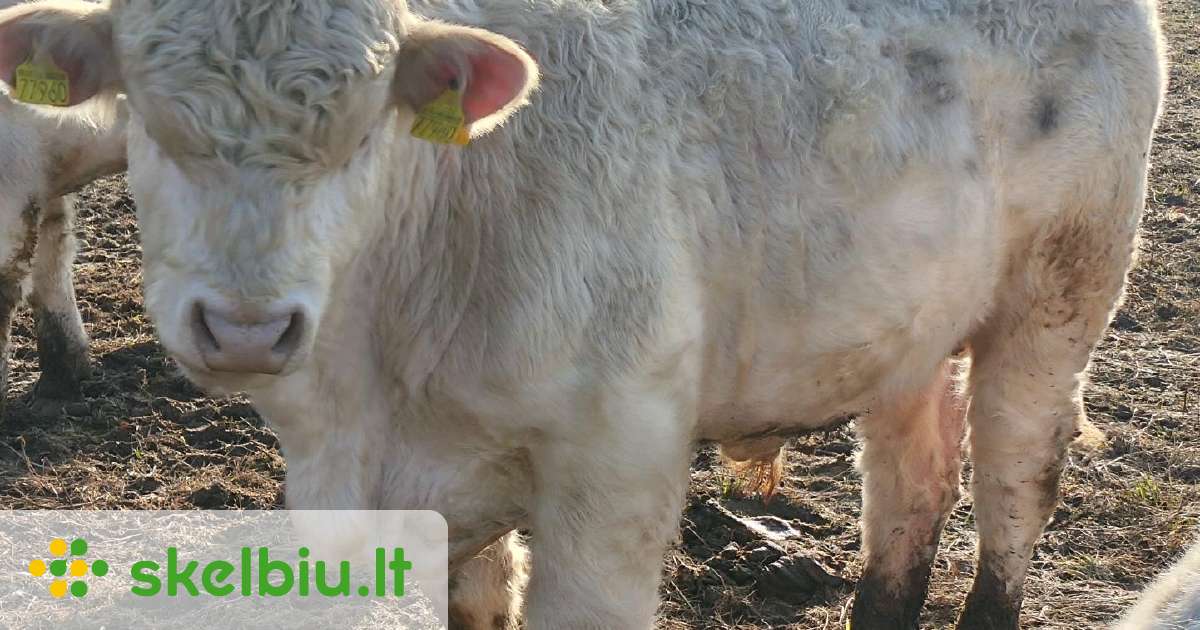 Šarole buliukas - Skelbiu.lt