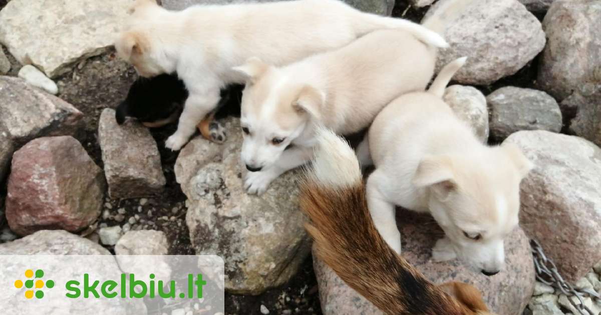 Dovanojami Nedideli Haskio Mi r nai Skelbiu lt dovanojami-nedideli-haskio-mi-r-nai-skelbiu-lt