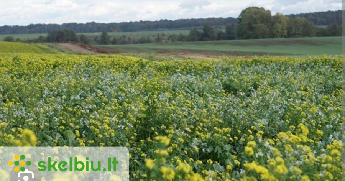 Parduoda Ridikų -Garstyciu mišinį atvežame - Skelbiu.lt