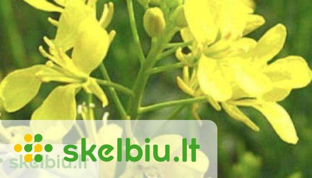 Garstycia, ridikai, poselio/pudimo misiniai - Skelbiu.lt