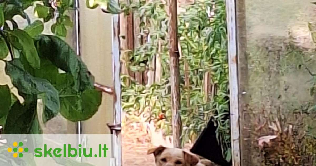 Rastas rudas šuo Vilkaviškio r. - Skelbiu.lt