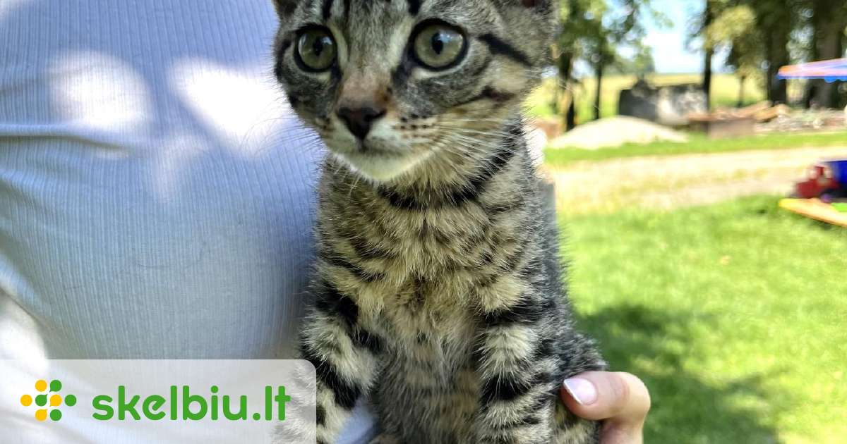 Dovanojamas kaciukas - Skelbiu.lt