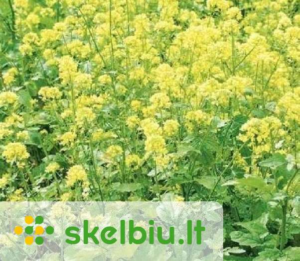 Garstycia, ridikai, poselio/pudimo misiniai - Skelbiu.lt
