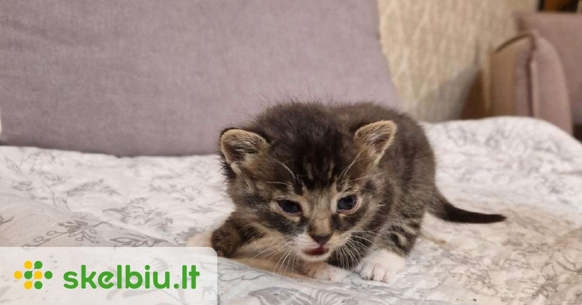 Mažas kačiukas. Dovanoju - Skelbiu.lt