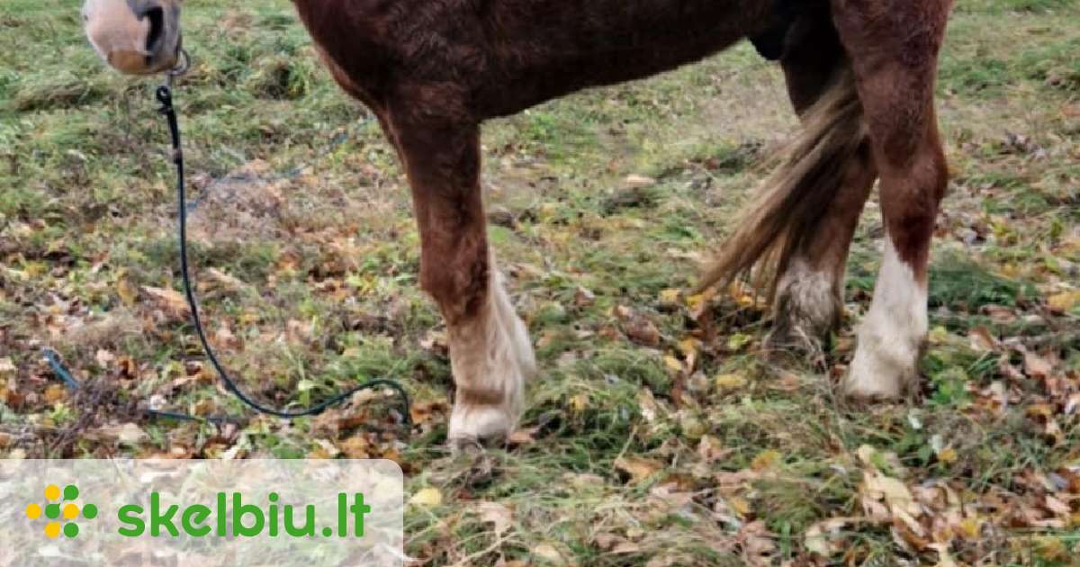 Arkli kaina 150€ - Skelbiu.lt