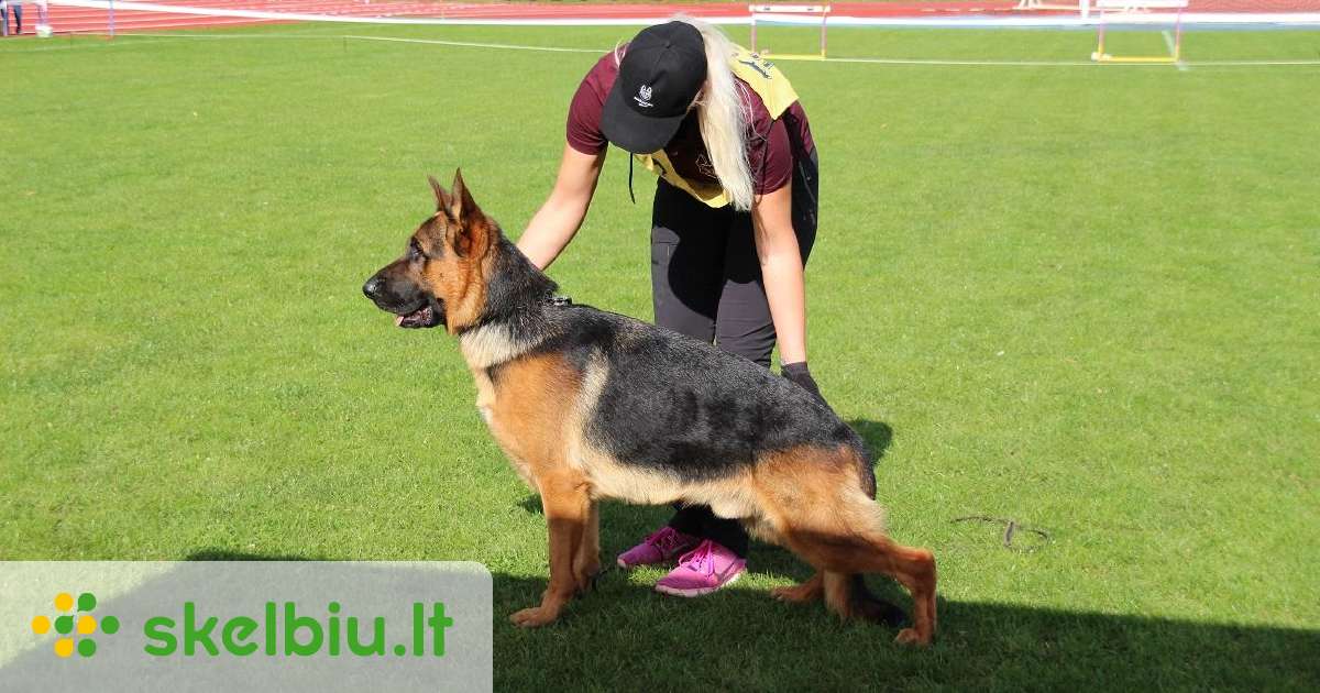 Vokiečių avig. sutarptautiniais Lkd Fci kilmės dok - Skelbiu.lt