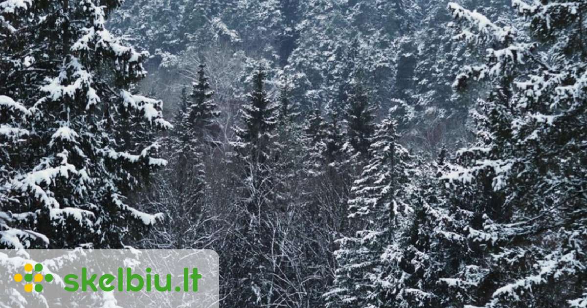 Brandus miskas su zeme - Skelbiu.lt