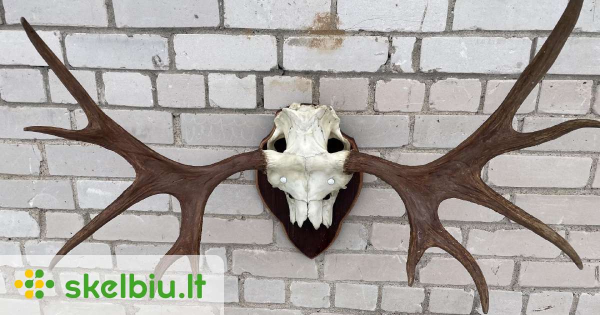 Bronius Ragai Briedzio ragai grazus trofejiniai ragai kaina 200€ - Skelbiu.lt