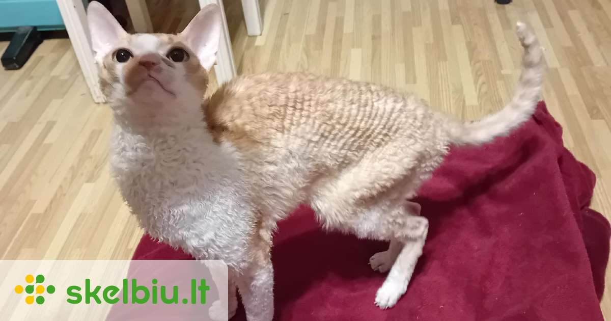 Dovanoju kornvalio reksų veislės katiną - Skelbiu.lt