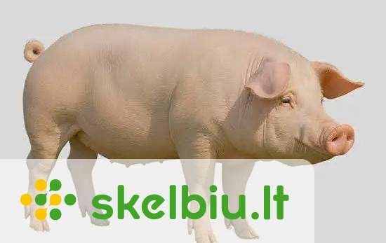 Kiaule Ruke perku kiaules skelbimai - Skelbiu.lt