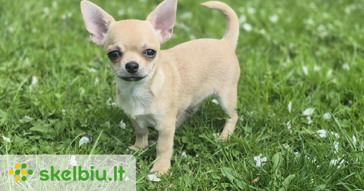 Chihuahua さま chihuahua skelbimai - Skelbiu.lt