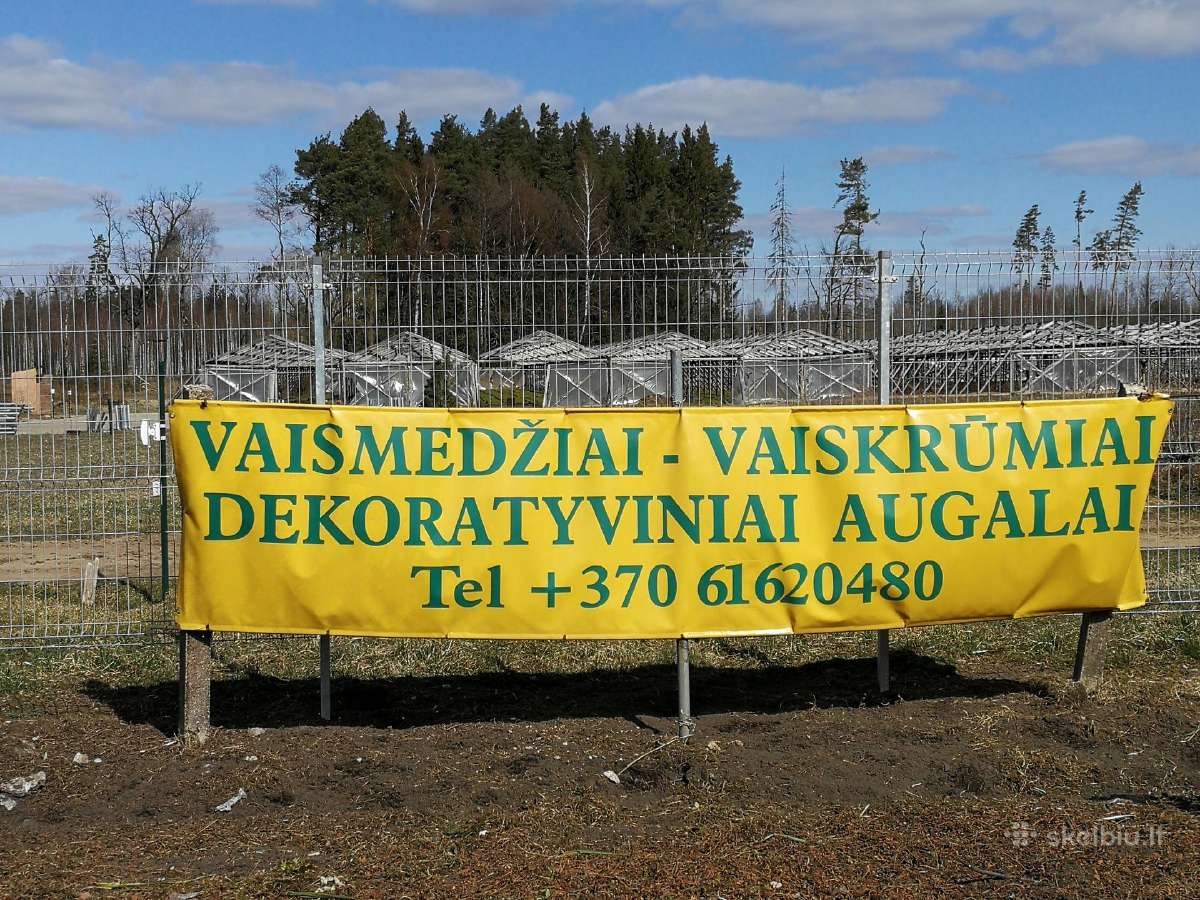 Dekoratyviniai augalai, vaismedžiai, vaiskrūmiai. - nuotraukos Nr. 10