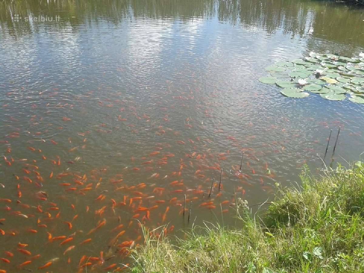 Dekoratyvinės Spalvotos Tvenkinių žuvys, Domeikava - nuotraukos Nr. 5
