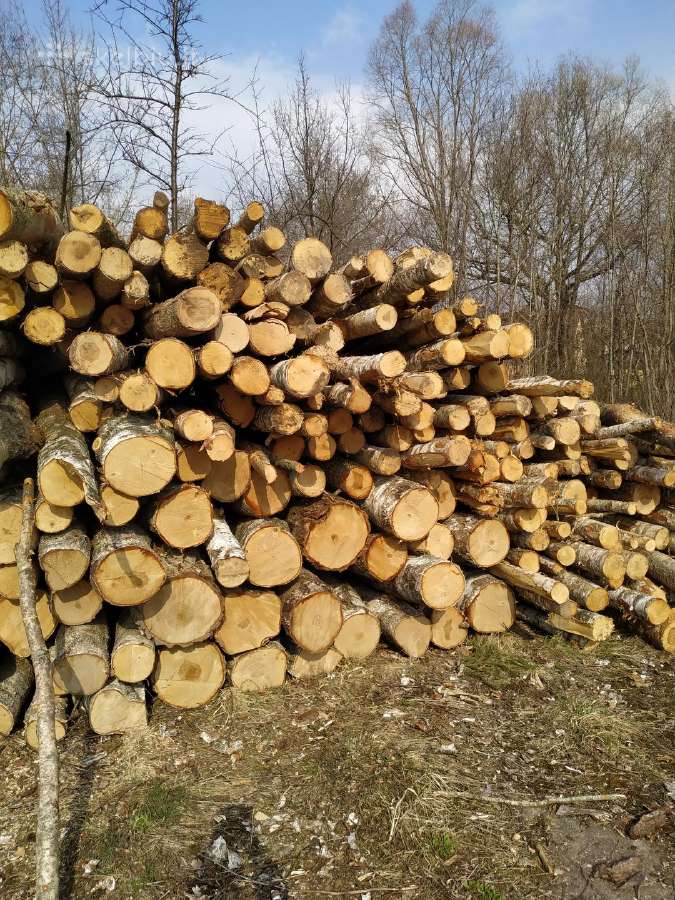 Malkos Panevėžio ir aplinkiniuose rajonuose - nuotraukos Nr. 3