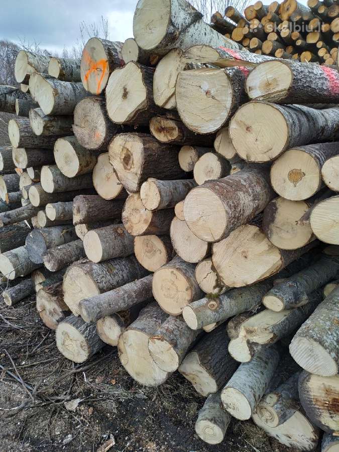 Malkos Panevėžio ir aplinkiniuose rajonuose - nuotraukos Nr. 7