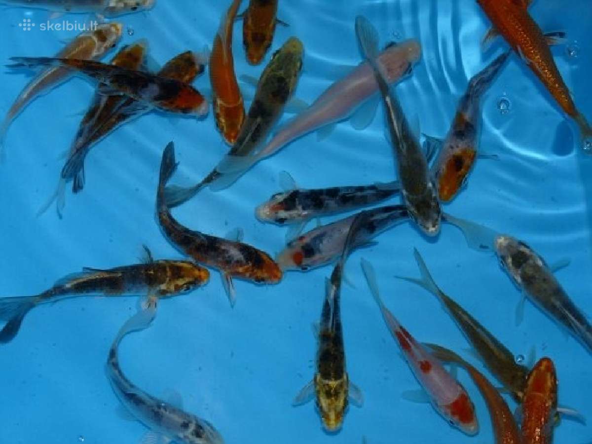 Koi karpiai, mailius. Domeikava.
