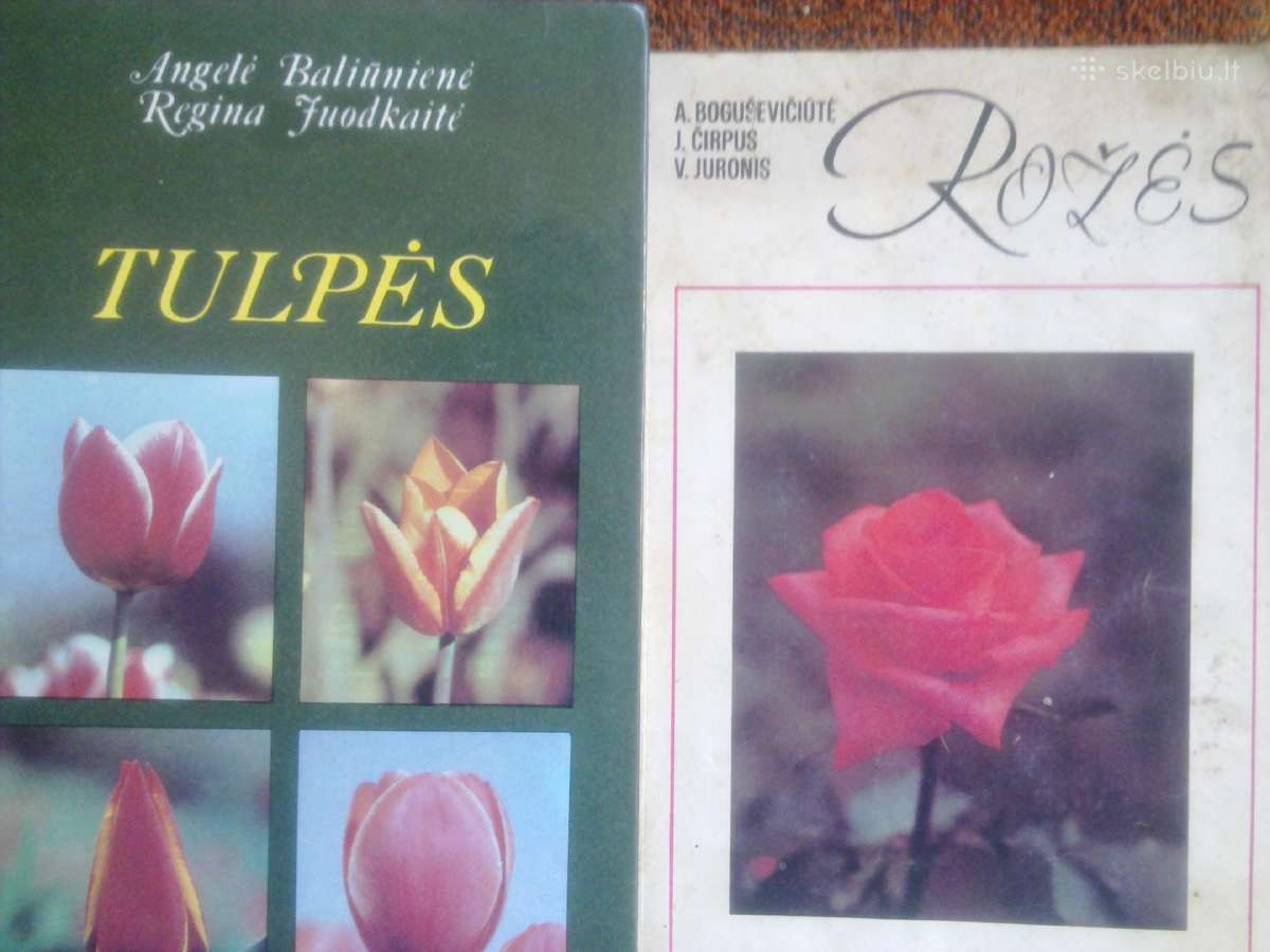 Tulpės ir rožės