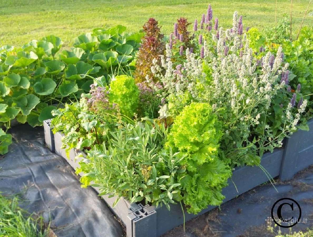 Pakeltos lysvės Ecoo ir aplinkotvarkos sprendimai - nuotraukos Nr. 7