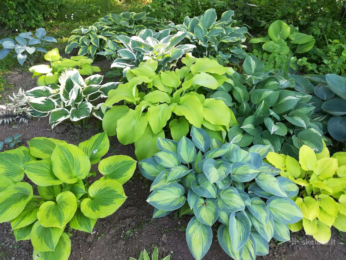 Parduodu melsves (hosta) ir pavėsio augalus - nuotraukos Nr. 17