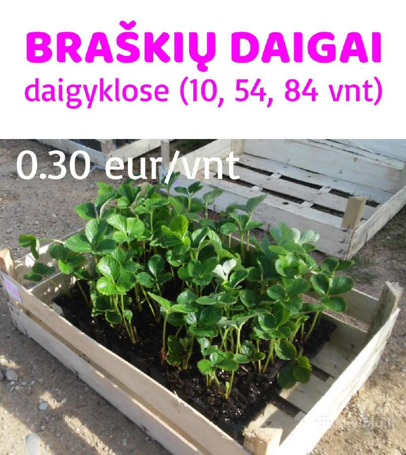 Braškių Daigai rudeniui! Siunčiame! - nuotraukos Nr. 12