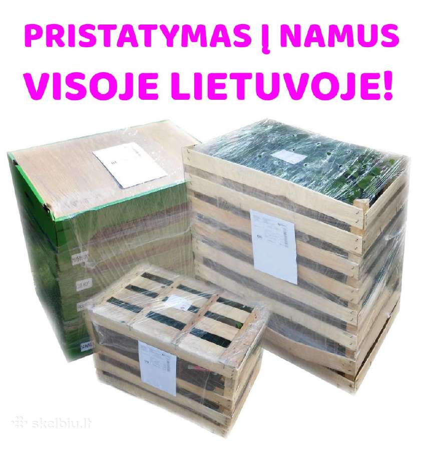 Braškių Daigai rudeniui! Siunčiame! - nuotraukos Nr. 16