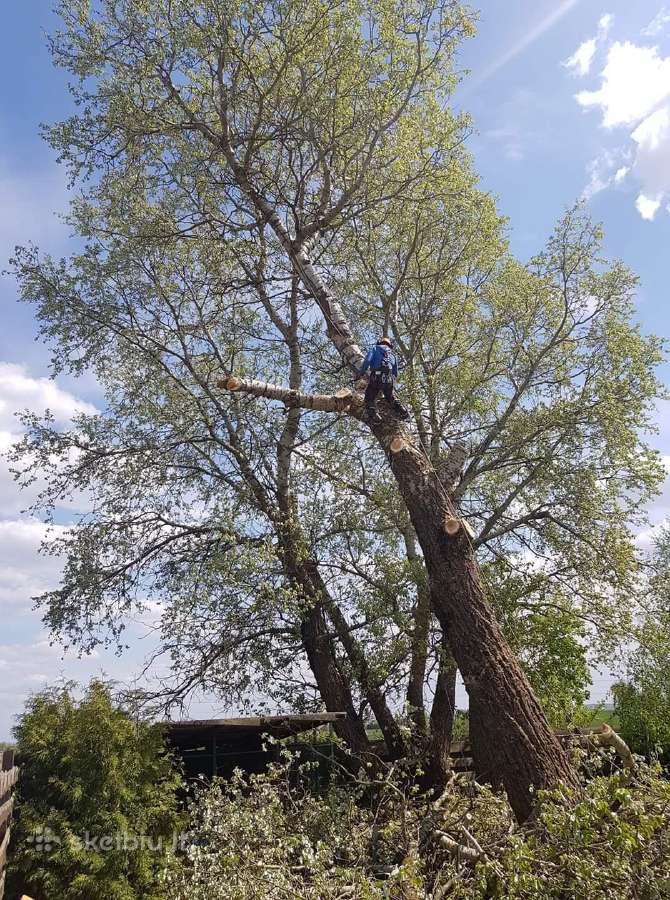 Avarinių medžių , krūmų pjovimas. Arboristas. - nuotraukos Nr. 2