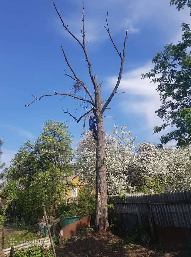 Avarinių medžių , krūmų pjovimas. Arboristas. - nuotraukos Nr. 3