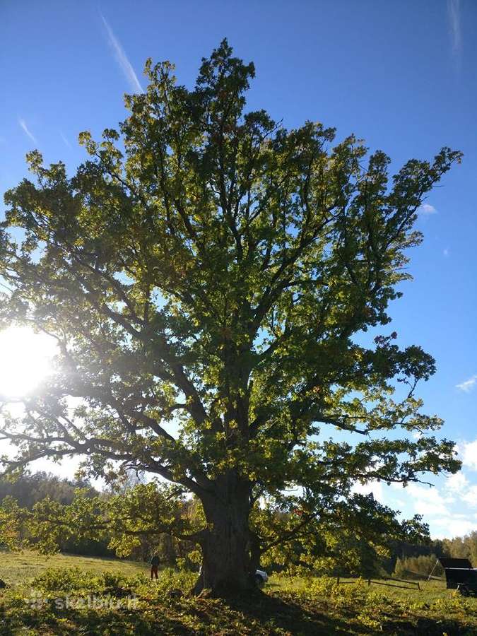 Arboristų paslaugos, medžių pjovimas, genėjimas - nuotraukos Nr. 10