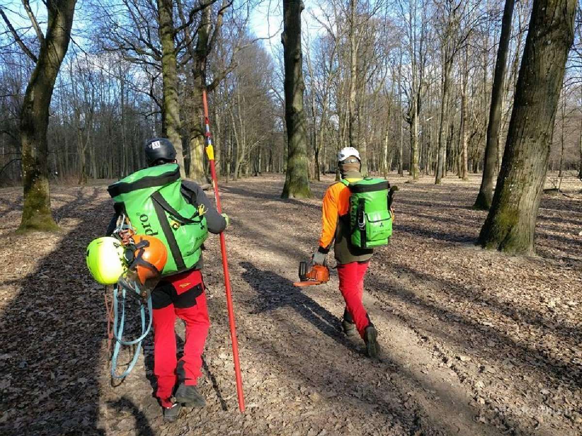 Arboristų paslaugos, medžių pjovimas, genėjimas - nuotraukos Nr. 12