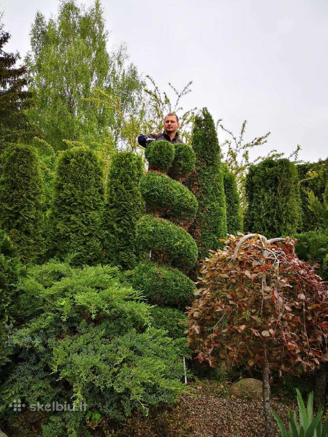 Gyvatvorių karpymas ir koregavimas - nuotraukos Nr. 10