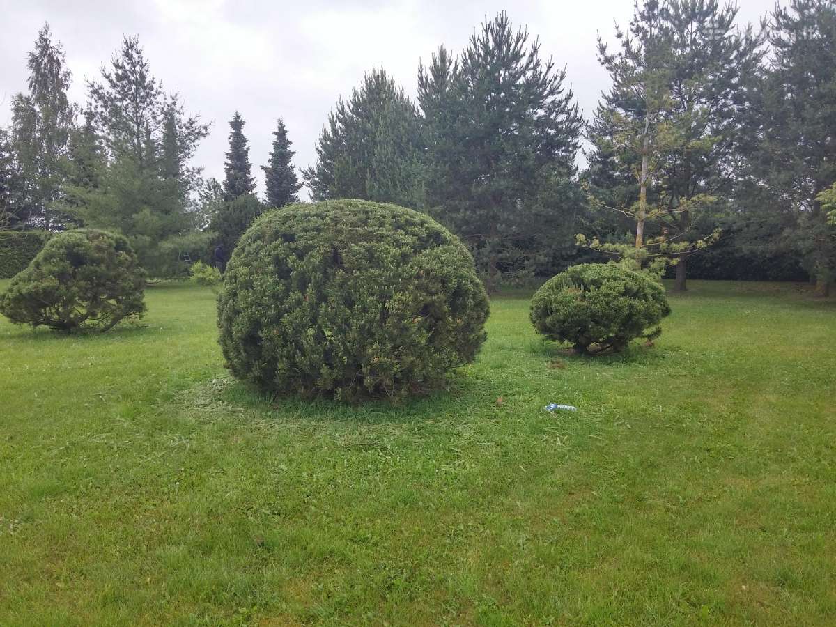 Gyvatvorių karpymas ir koregavimas - nuotraukos Nr. 12