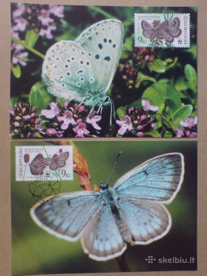 Drugeliai fauna - 2002 m. - nuotraukos Nr. 2