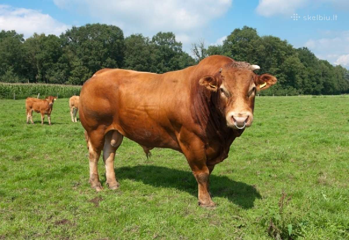 Superkame Bulius,karves,telyčias | Skelbiu.lt Superkame Bulius,karves,telyčias