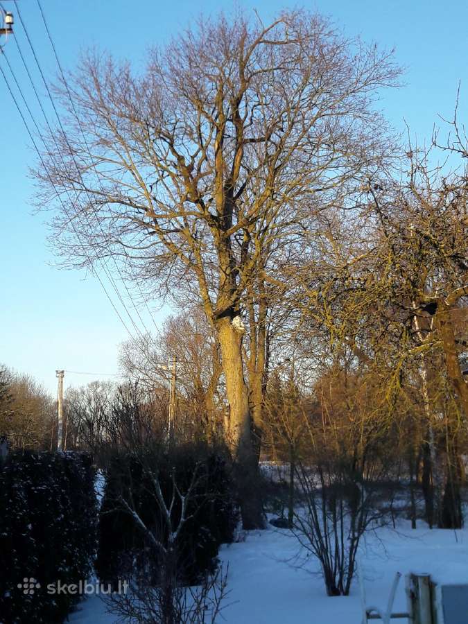 Medžių pjovimas - nuotraukos Nr. 11